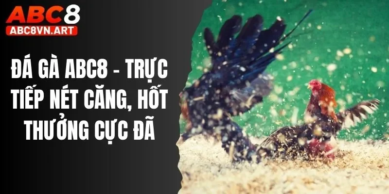 Đá Gà ABC8 - Trực Tiếp Nét Căng, Hốt Thưởng Cực Đã