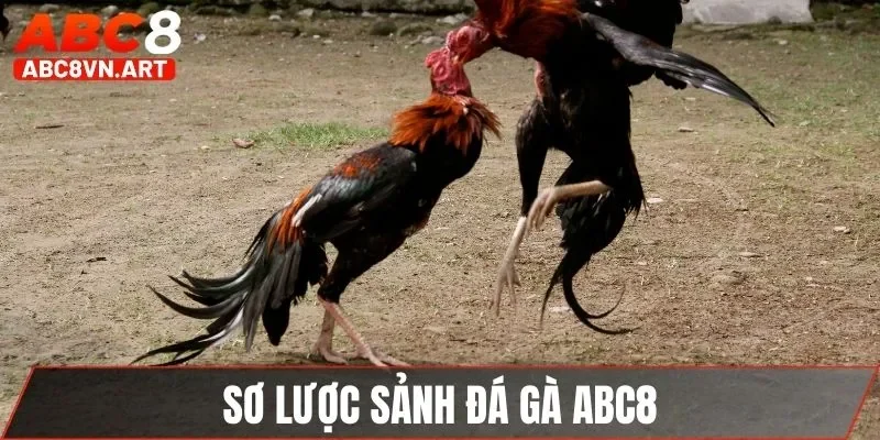 Sơ lược sảnh đá gà ABC8